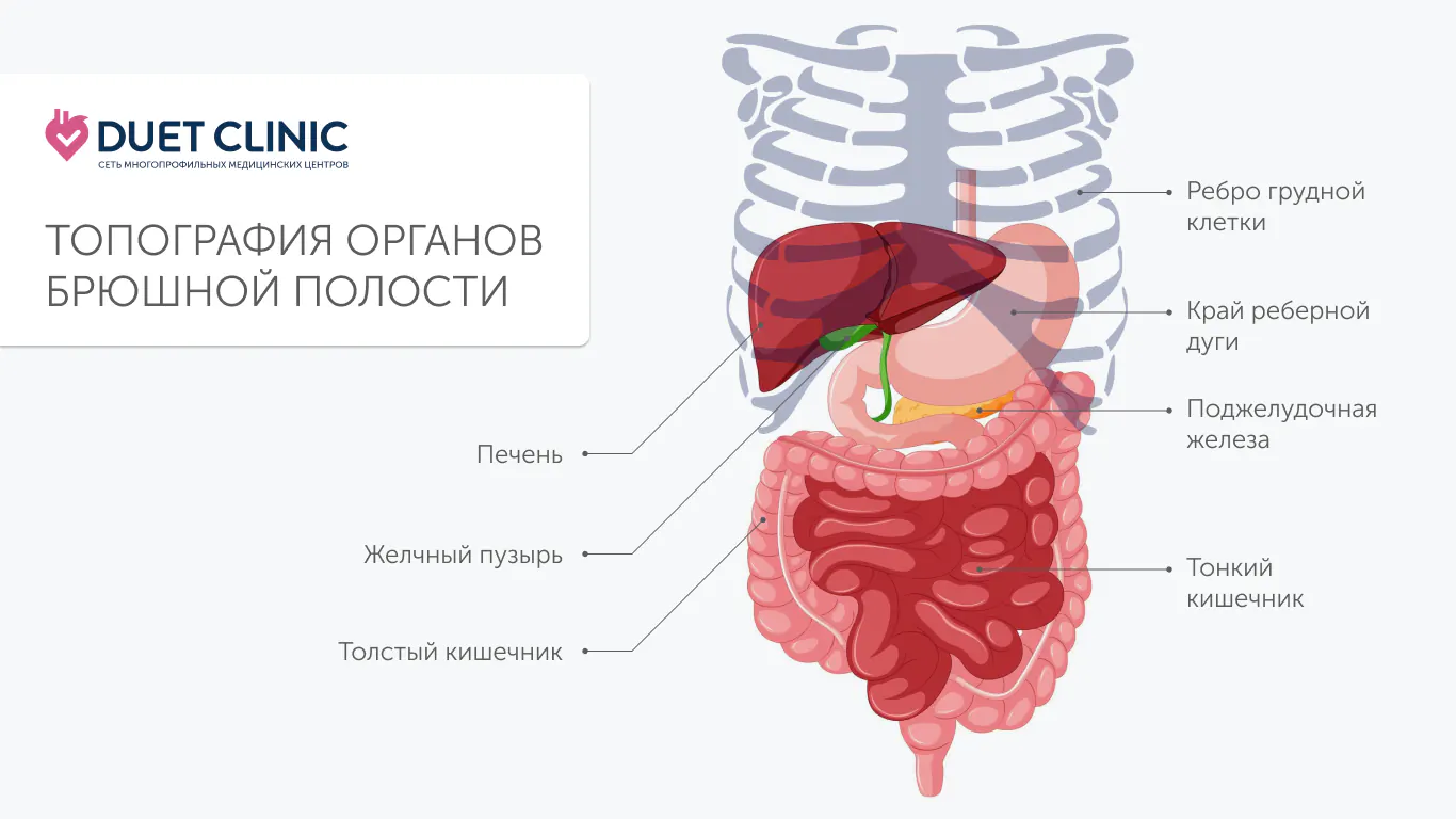 Топография органов брюшной полости