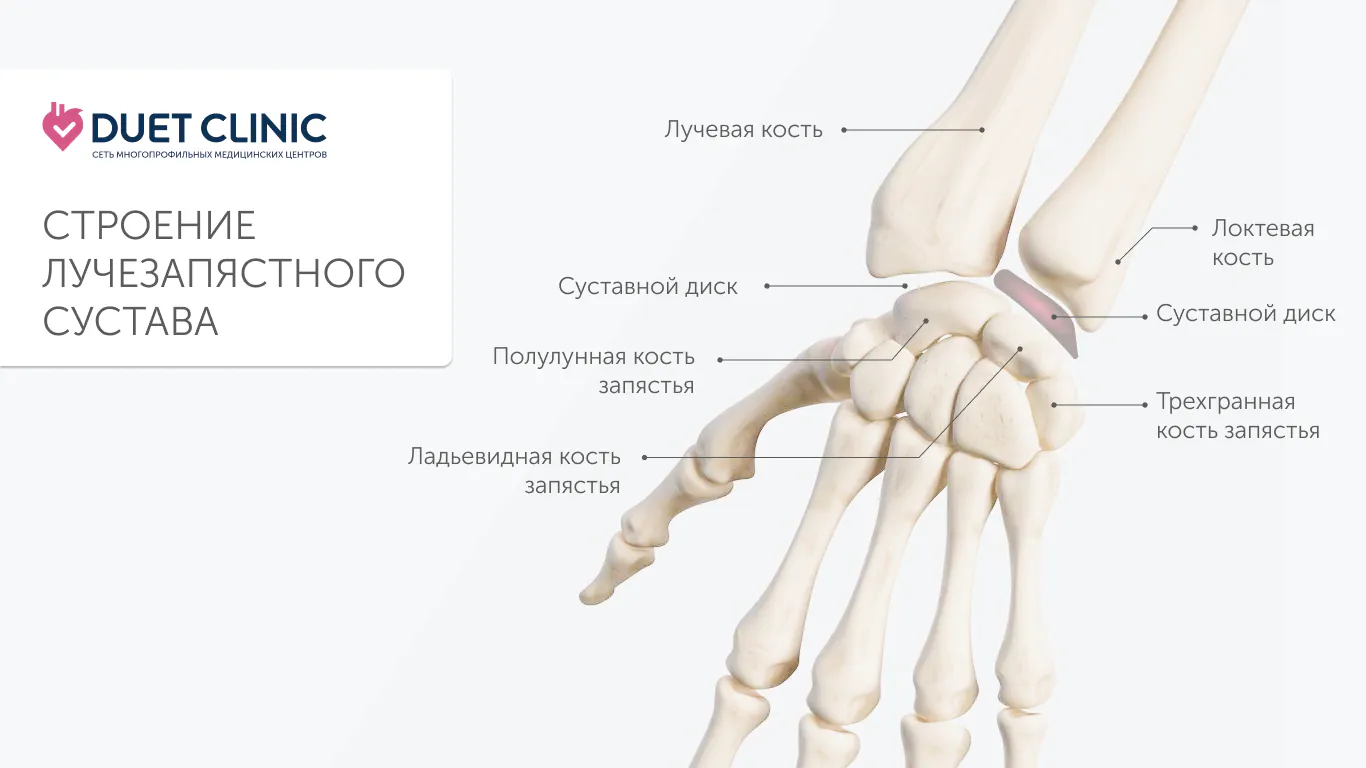 Строение лучезапястного сустава