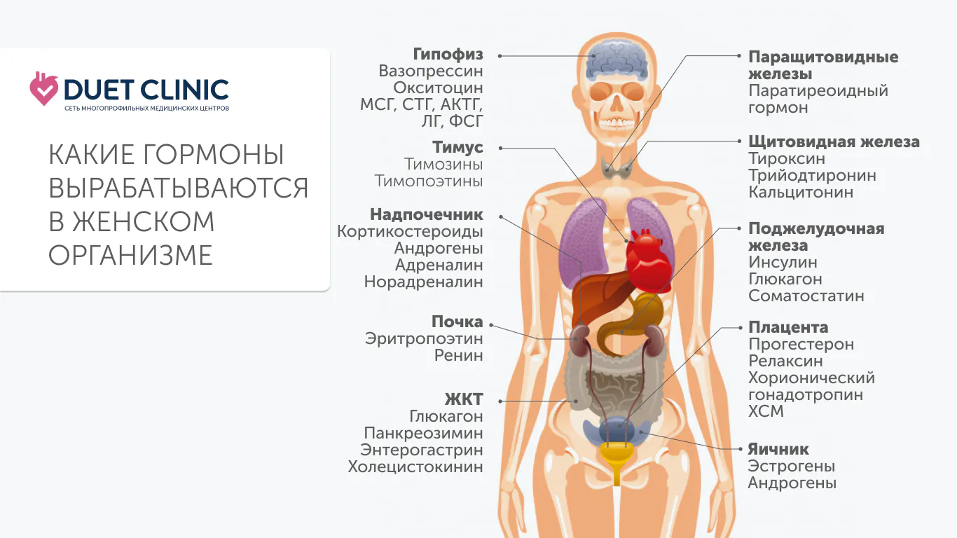 Какие гормоны вырабатываются в женском организме Какие гормоны вырабатываются в женском организме