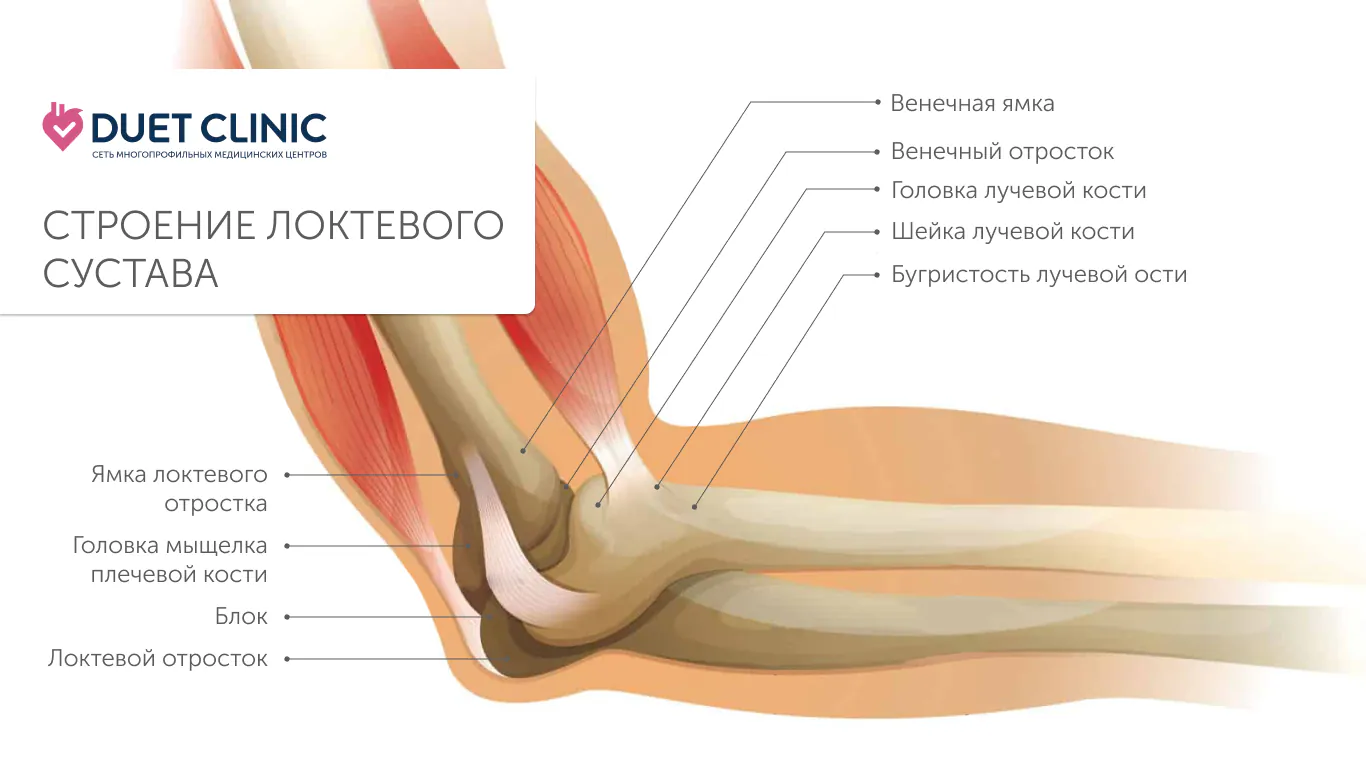 Строение локтевого сустава