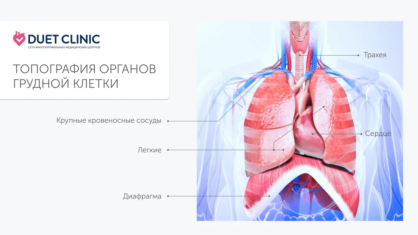Топография органов грудной клетки