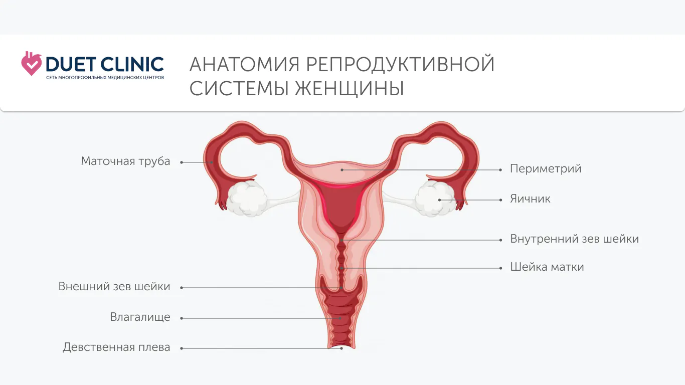 Анатомия репродуктивной системы женщины Анатомия репродуктивной системы женщины